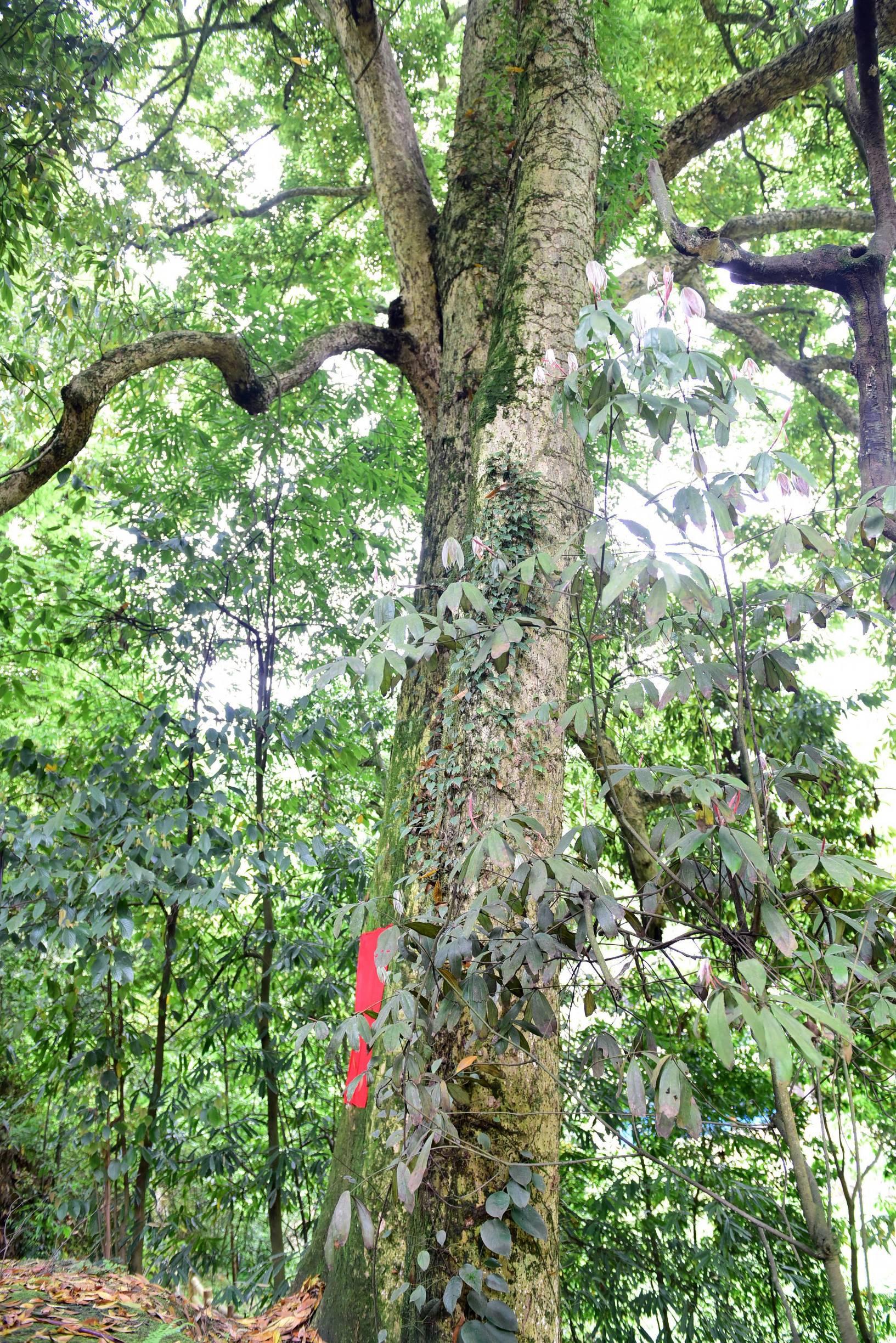 湖北,历史底蕴与现代风采的交相辉映之地